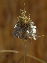 Allium pallens