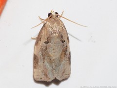 Archips grisea