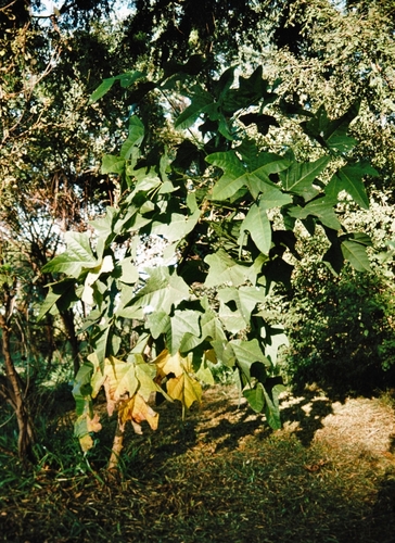Erythrina livingstoniana, photograph 4