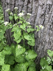 Alliaria petiolata