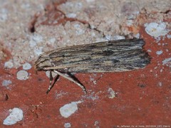 Spinitibia hodgesi