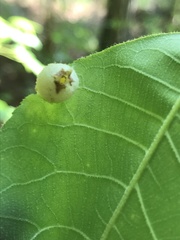 Phylloxera caryaegummosa