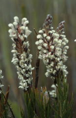 Spatalla mollis