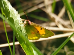 Colias myrmidone