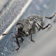 Ceutorhynchus inaffectatus