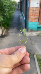 Capsella bursa-pastoris
