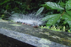 Chrysaeglia magnifica