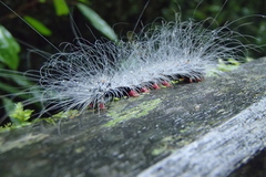 Chrysaeglia magnifica