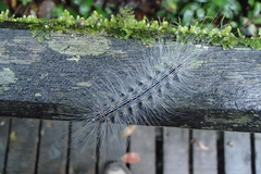 Chrysaeglia magnifica