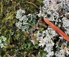 Psoroma hypnorum