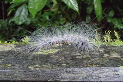 Chrysaeglia magnifica