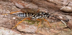 Cryptanura septentrionalis
