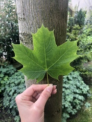 Acer platanoides