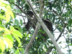 Choloepus didactylus