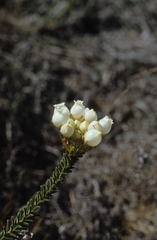 Erica odorata