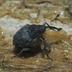 Ceutorhynchus inaffectatus