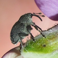 Ceutorhynchus inaffectatus