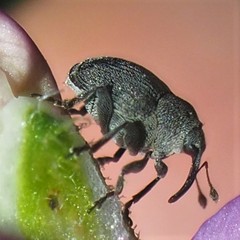 Ceutorhynchus inaffectatus