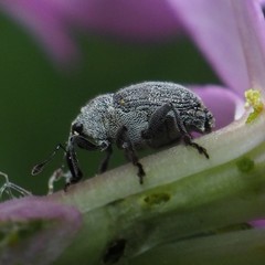 Ceutorhynchus inaffectatus