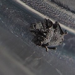 Ceutorhynchus inaffectatus