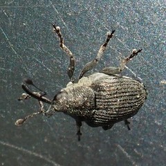 Ceutorhynchus inaffectatus