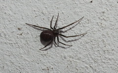 Steatoda grossa