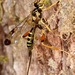 Spilopteron - Photo (c) skitterbug, algunos derechos reservados (CC BY), uploaded by skitterbug