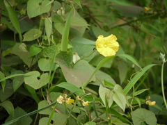 Luffa acutangula