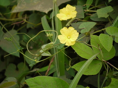 Luffa acutangula