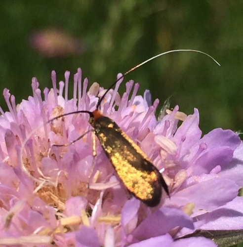 Nemophora metallica