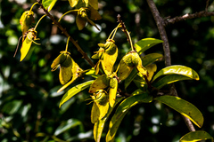 Acridocarpus natalitius