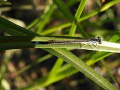 Ischnura elegans