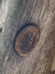Gloeophyllaceae