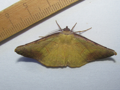 Simopteryx torquataria