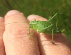 Isophya pyrenaea