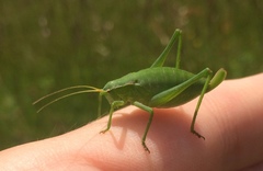 Isophya pyrenaea