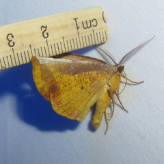 Simopteryx torquataria