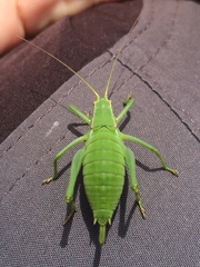 Isophya pyrenaea