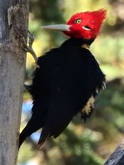 Cream-Backed Woodpecker photo 4