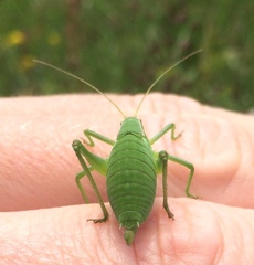 Isophya pyrenaea