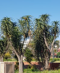 Aloidendron barberae