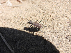 Cicindela transbaicalica