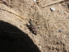 Cicindela transbaicalica