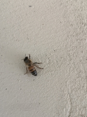 Apis mellifera