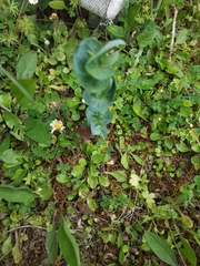 Blackstonia perfoliata