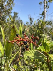 Palicourea crocea
