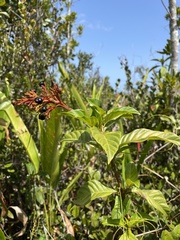 Palicourea crocea