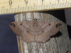 Parilexia cermala