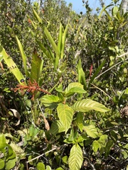 Palicourea crocea