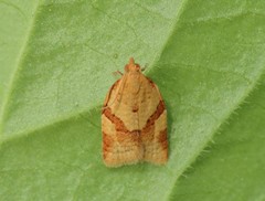 Clepsis consimilana